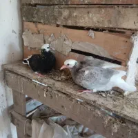 ۱۶ عدد کفتر پریشی|پرنده|شهریار, دهشاد بالا|دیوار