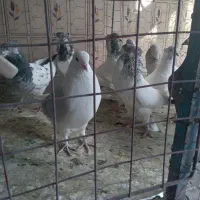 کبوتریاکفتر|پرنده|کنگاور, |دیوار