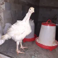 جوجه بوقلمون بیوتی ۶