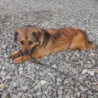 سگ/پاکوتاه/اشپیتز