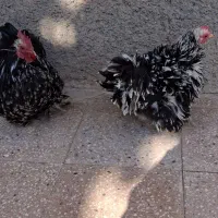 مرغ وخروس فرتزئینی