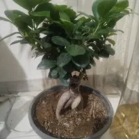 گل بونسای جنسینگ سبز سایز 3|گل و گیاه طبیعی|تهران, مسعودیه|دیوار