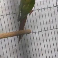 عروس هلندی گرینچیک کبوتر