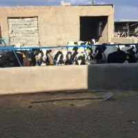 گاو گوساله تلیسه