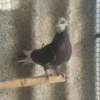 کفتر|پرنده|تهران, میدان میوه و ترهبار مرکزی|دیوار