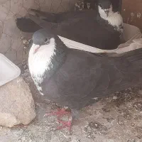 کفتر ریش سیاه