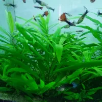 گیاه اکواریوم|ماهی|شیراز, هفت تنان|دیوار