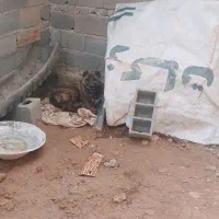 سگ خراسانی پلنگی شیش پنجه