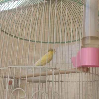 قناری نر گلاستر|پرنده|قم, علی آباد|دیوار