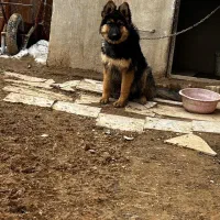 ژرمن ماده|سگ|همدان, |دیوار