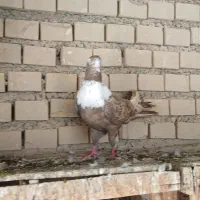 نر طوقی سفید