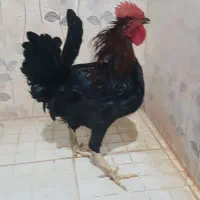 خروس جوان|حیوانات مزرعه|بندر ماهشهر, |دیوار