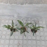 گل ابلق|گل و گیاه طبیعی|کرمانشاه, |دیوار