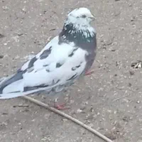 کبوتر فراری دادم