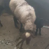 گوسفند با بره