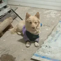 سگ پاکوتاه|سگ|تاکستان, |دیوار