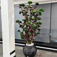 تولید و پخش درختچه جاویدان - درخت جاودان