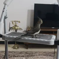 عروس هلندی نر مرغ عشق مینا طوطی برزیلی فنچ|پرنده|کرمانشاه, |دیوار