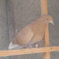 کبوتر پروازی|پرنده|فومن, |دیوار
