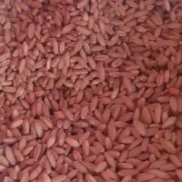گندم دیم سرداری
