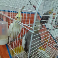 عروس هلندی|پرنده|صومعه‌سرا, |دیوار