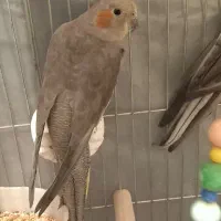 عروس هلندی|پرنده|شهریار, شهرک وائین|دیوار