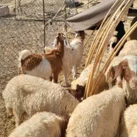 سلام ۸عدد کاور نر و ماده فروشی