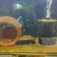 پرت پلار مولد با بچه|ماهی|پاکدشت, پاکدشت (مامازند)|دیوار