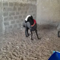 قوچ شالی
