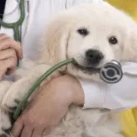 استخدام در دامپزشکی