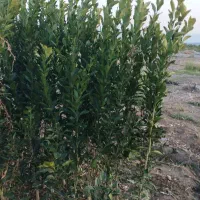 فروش پاجوش نخل ونهال مرکبات.دادالهی|خدمات باغبانی و درختکاری|آران و بیدگل, |دیوار