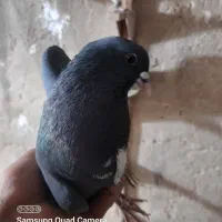 چنتا کبوتر ۱۵۰ تومنی