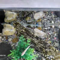 اکواریوم ماهی با تموم متعلقات|ماهی|تویسرکان, |دیوار