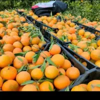 فروش مرکبات پرتقال تامسون انبار زده