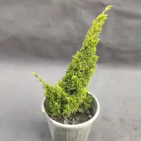 دم روباهی طلایی، گیاه خاص و مقاوم با ۵۰٪ تخفیف|گل و گیاه طبیعی|تهران, صادقیه|دیوار