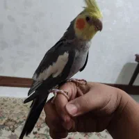 عروس هلندی نر|پرنده|اهواز, کوی بشارت|دیوار