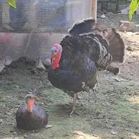 بوقلمون نر و ماده
