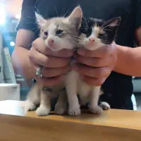 گربه واگذاری کاملا رایگان