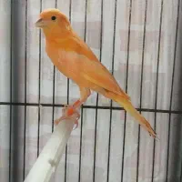 کمربند مشکی قناری