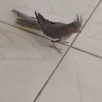 دو عدد عروس هلندی البینو(مرواریدی) و گل باقالی|پرنده|بیرجند, |دیوار