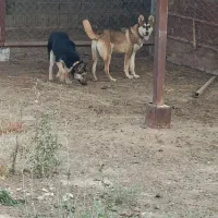 سگ ژرمن