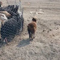 بره|حیوانات مزرعه|دورود, |دیوار