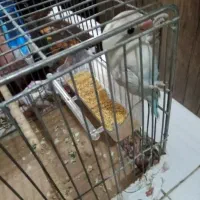 کوتوله برزیلی