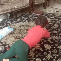 فرش ۱۲متری|فرش|پرند, فاز ۴|دیوار