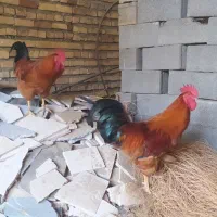 خروس محلی بالغ|حیوانات مزرعه|سورک, |دیوار