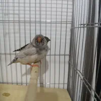 زبرا اروپایی و انگلیسی