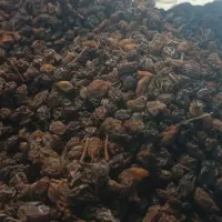 کشمش مویز انجیر ضایعات|خوردنی و آشامیدنی|مرودشت, فاز دوم شهرک فرهنگیان|دیوار