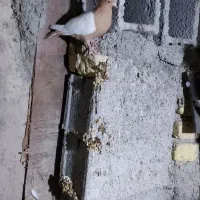 کفتر سینه زرد پرتقالی|پرنده|کازرون, |دیوار