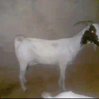 بز برای قربانی
