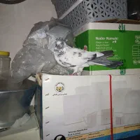 ۲عدد کبوتر بالارو|پرنده|سنندج, |دیوار